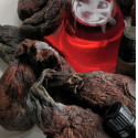 castoreum beavers musk & kalgan root tincture 43%